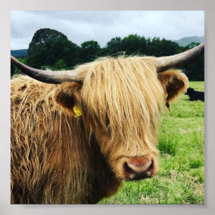 Poster Scottish Highland Cow Art Photo Print