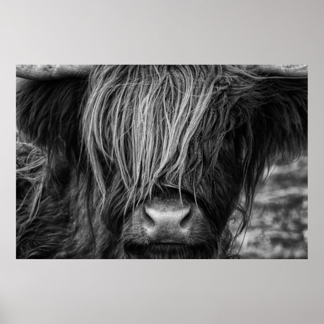 Poster Scottish Highland Cow, Highlander, Highland Cattle (Devant)