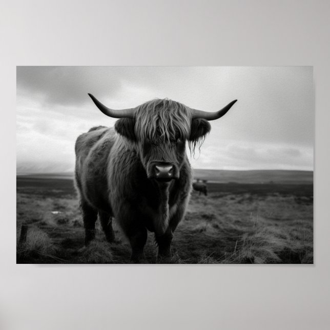 Poster Scottish Highland Cow photo noir et blanc (Devant)