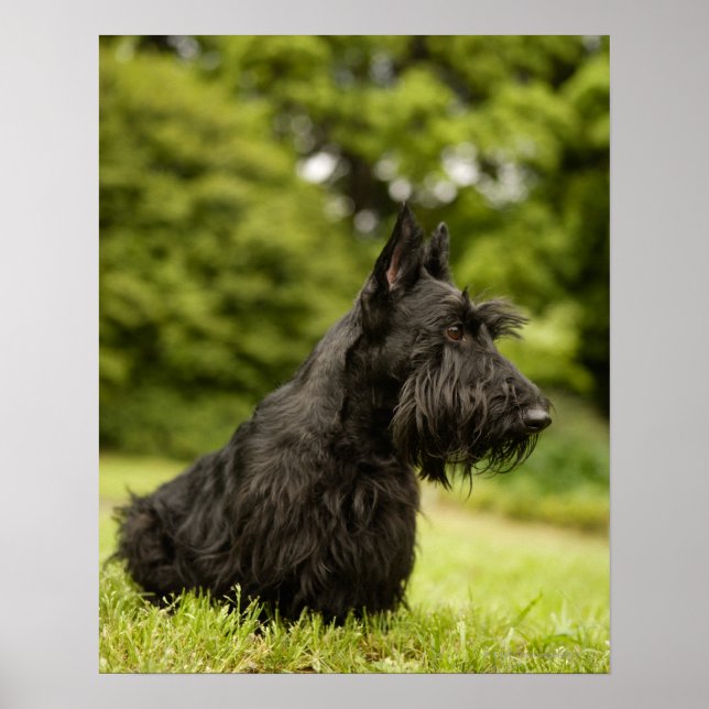Poster Scottish Terrier (Devant)