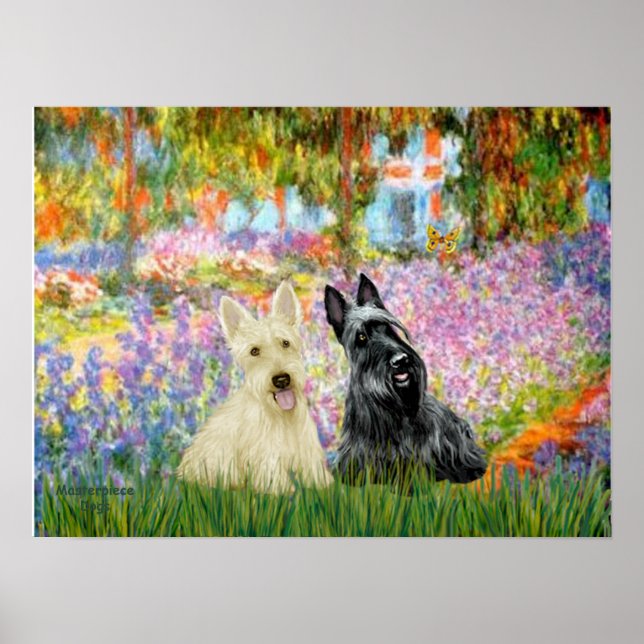 Poster Scottish Terrier (deux BW) - Garden (Devant)