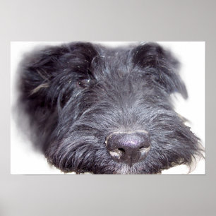 Poster Scottish Terrier noir, tête de chien gros nez