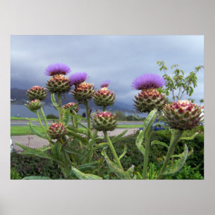 Poster Scottish Thistle
