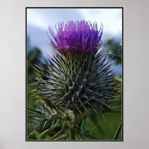 Poster Scottish Thistle Fine Art Photographie