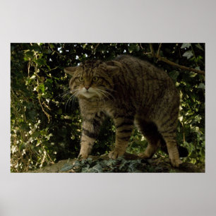 Poster - Scottish wildcat