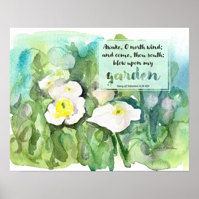 Poster Scripture Song of Solomon White Poppies  (Devant)