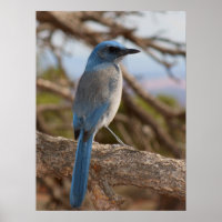 Scrub Jay
