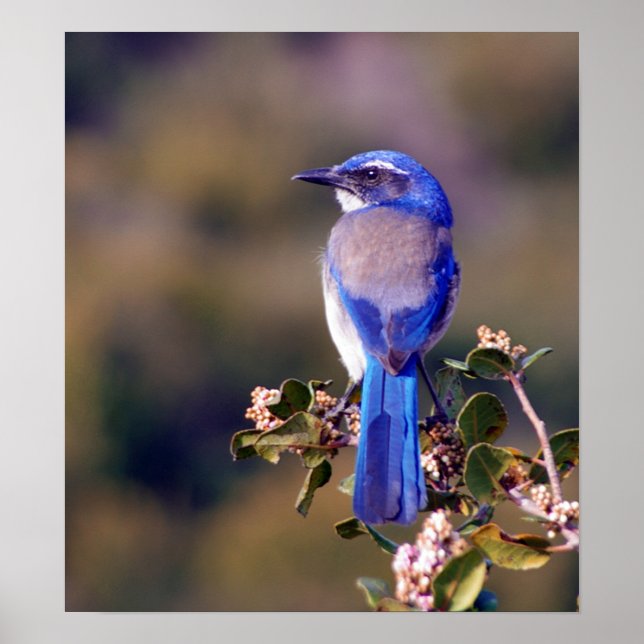 Poster Scrub Jay (Devant)