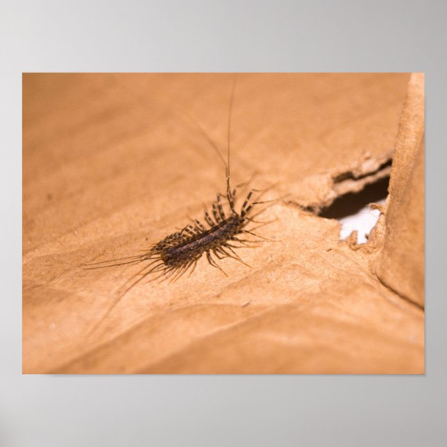 Poster Scutigère (Devant)