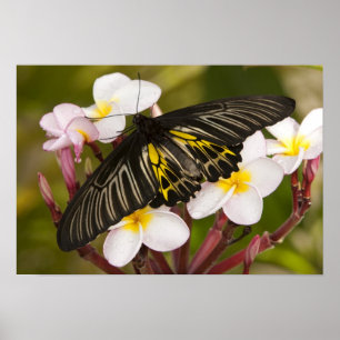 Poster SE Asia, Thailand, Khon Kaen, The Golden