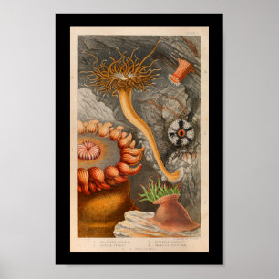 Poster Sea Anemone Marine Life Color Art Imprimer