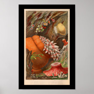 Poster Sea Anemone Red Marine Life Imprimer