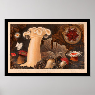 Poster Sea Anemone Vintage Marine Life Art imprimer