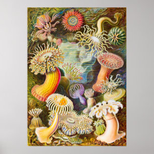 Poster Sea Anemones, 1904 par Haeckel