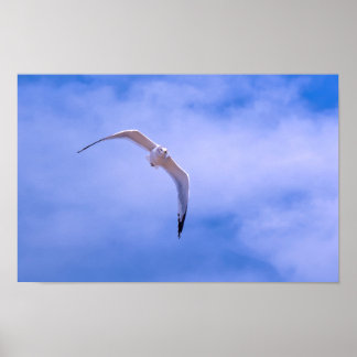 Poster Sea gull in flight