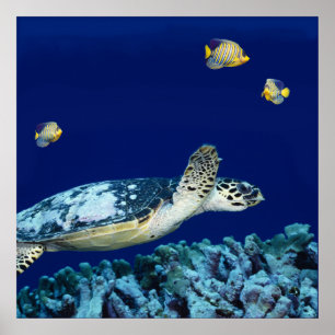 Poster Sea Life - Tortue de mer