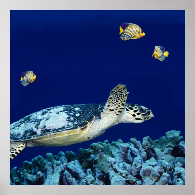 Poster Sea Life - Tortue de mer (Devant)