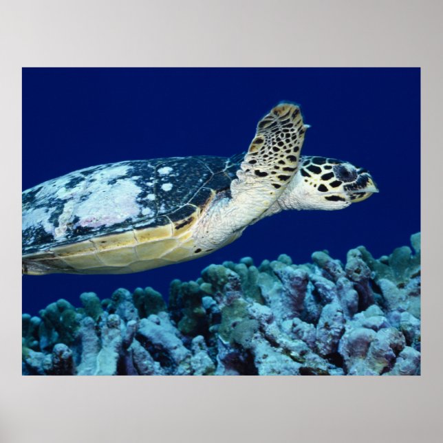 Poster Sea Life - Tortue de mer (Devant)
