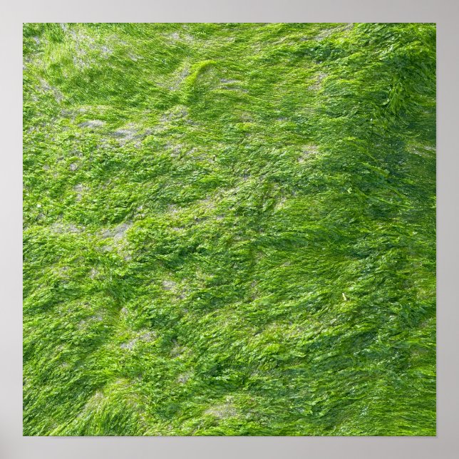 Poster Sea Moss Green Nature Pittoresque Nautique Côtier  (Devant)