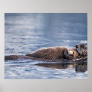 Poster sea otter, Enhydra lutris lutris, mother with 2