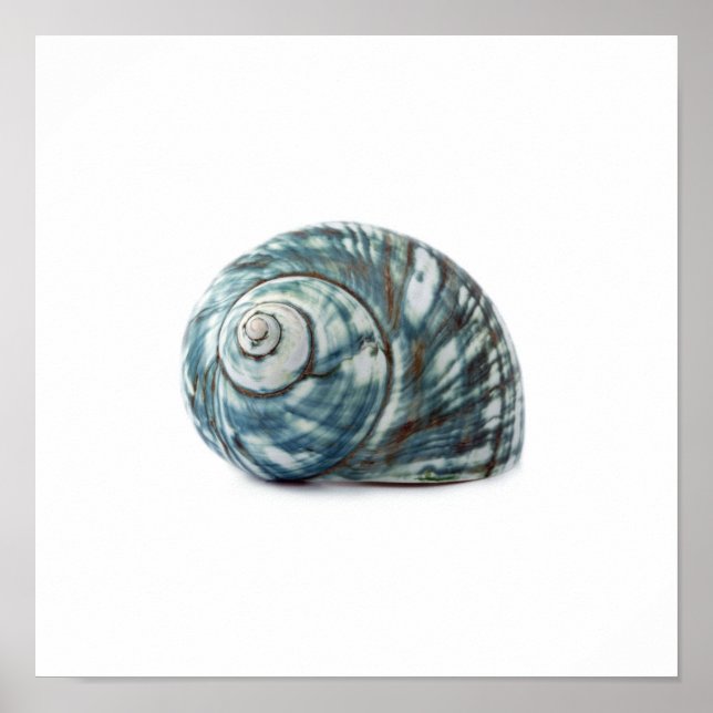 Poster Sea Shell (Devant)