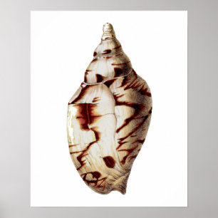 Poster Sea Shell no. 4 Beach Decor Wall Art Imprimer.