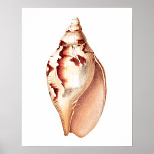 Poster Sea Shell no. 6 Beach Decor Art Imprimer.