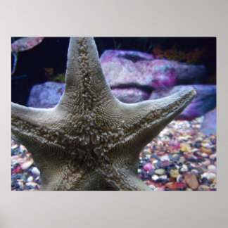 Poster Sea Star