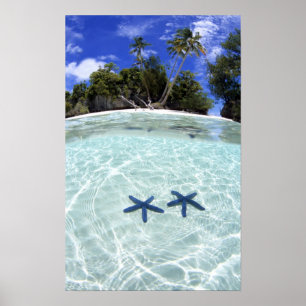 Poster Sea stars, Rock Islands, Palau 2