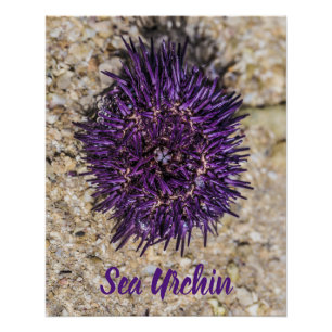 Poster Sea Urchin Ocean Beach Vacances Souvenir d'été