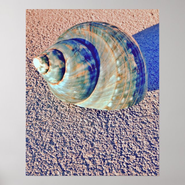 Poster Sea Welk Seashell (Devant)