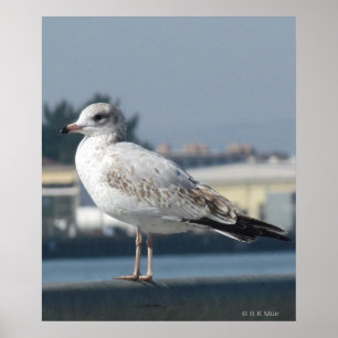 Poster - Seagull on watch