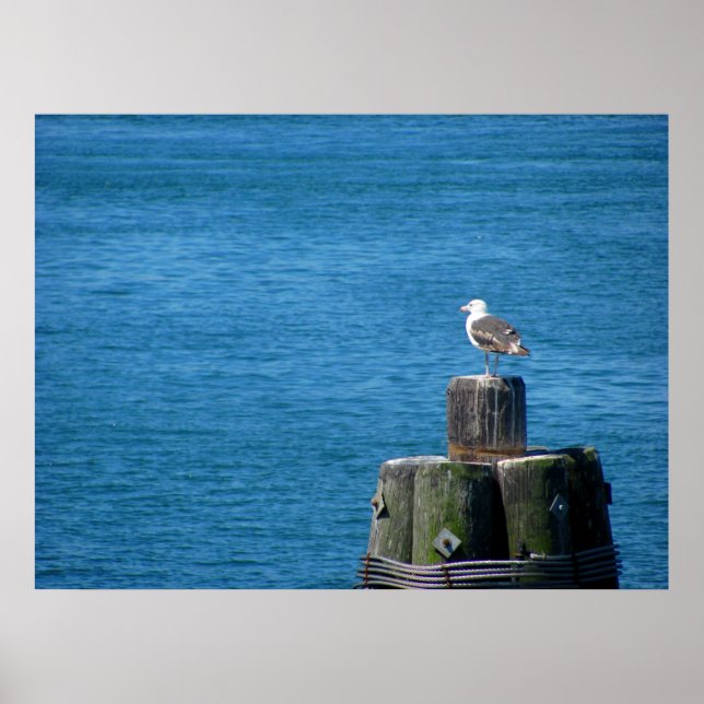 Poster Seagull regardant l'océan (Devant)