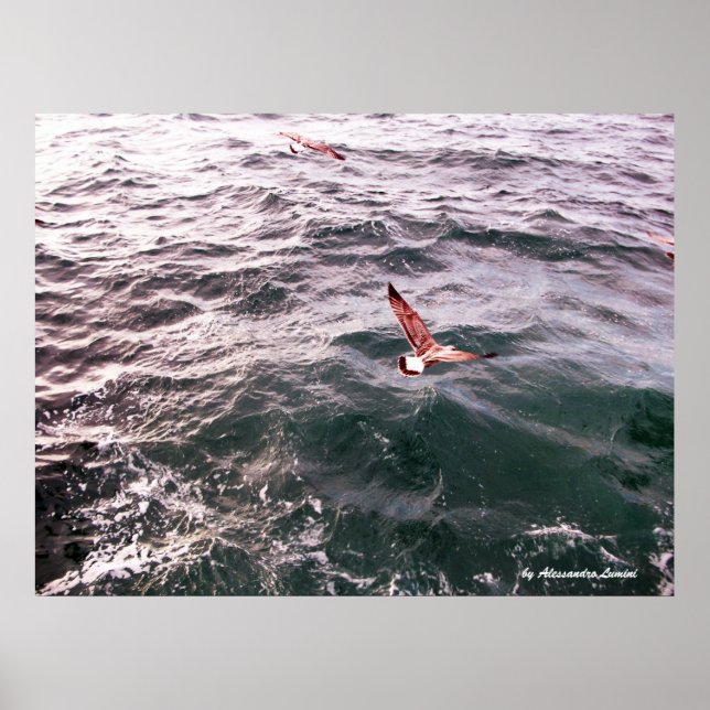 POSTER SEAGULL VOL AU-DESSUS DES VAGUES (Devant)