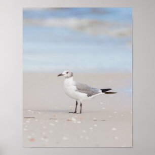 Poster Seagull with Blue Sea and Seashells