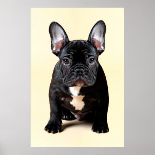 Poster Séance de chiot de bouledogue français