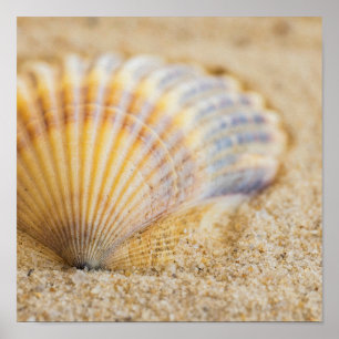 Poster Seashell