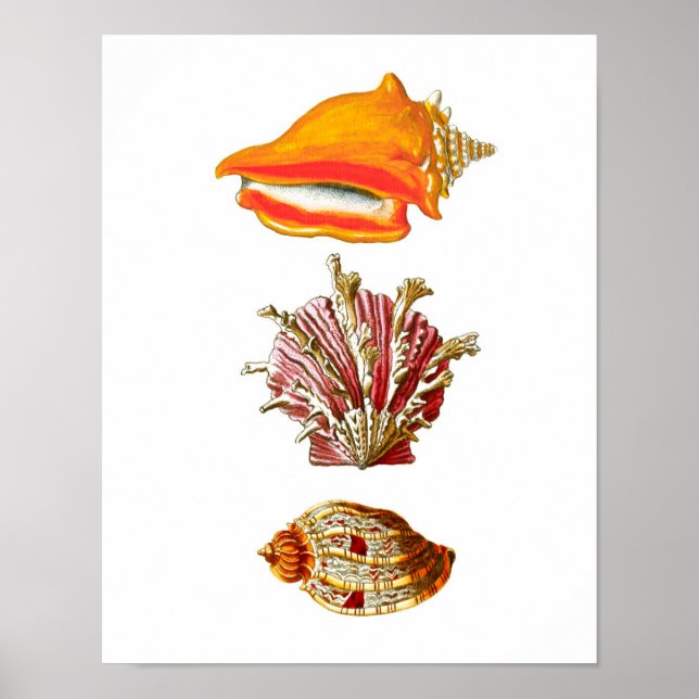Poster Seashell Art Imprimer n° 10 Beach Wall Decor (Devant)