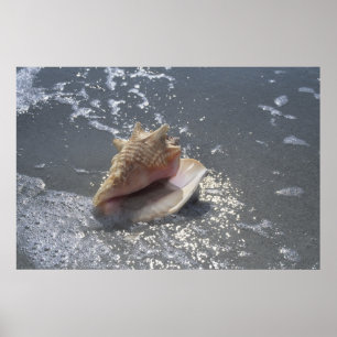 Poster Seashell   Sanibel Island, Floride