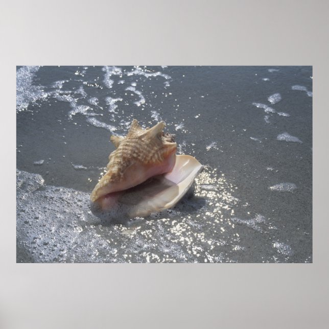 Poster Seashell | Sanibel Island, Floride (Devant)