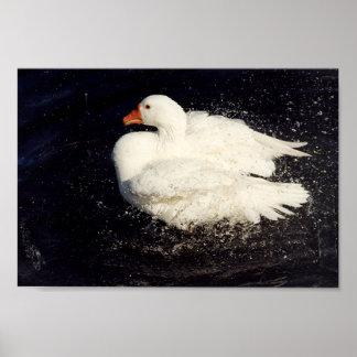 Poster Secouage de canard