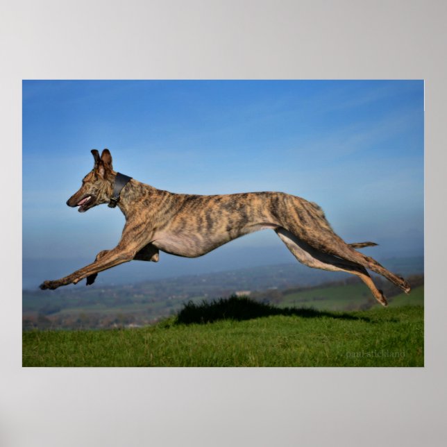 Poster Secourir Chien Greyhound Sighthound Brindled Lurch (Devant)
