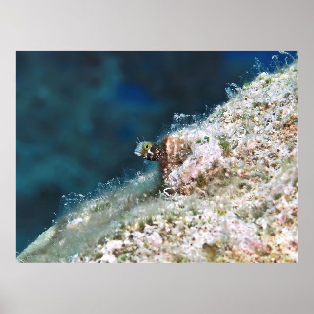 Poster Secrétaire Blenny II (Devant)