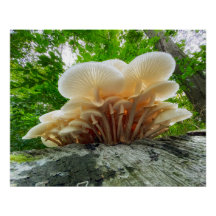 Secrets de la nature - le voyage des champignons d