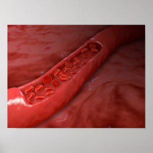 Poster Section de la croix d'artère avec flux de globules