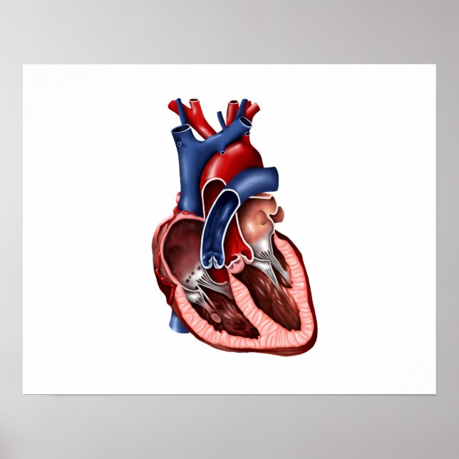 Poster Section Du Coeur Humain (Devant)