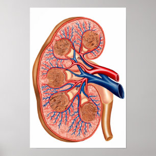 Poster Section Interne De L'Anatomie Interne D'Un Rein