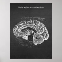 Section sagitale médiane du cerveau imprimer no 2