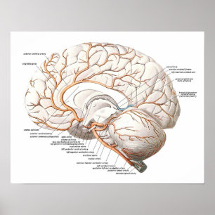 Poster Section transversale du cerveau