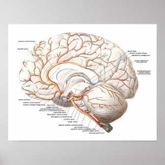 Poster Section transversale du cerveau